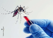 Informaci&oacute;n Importante del Dengue